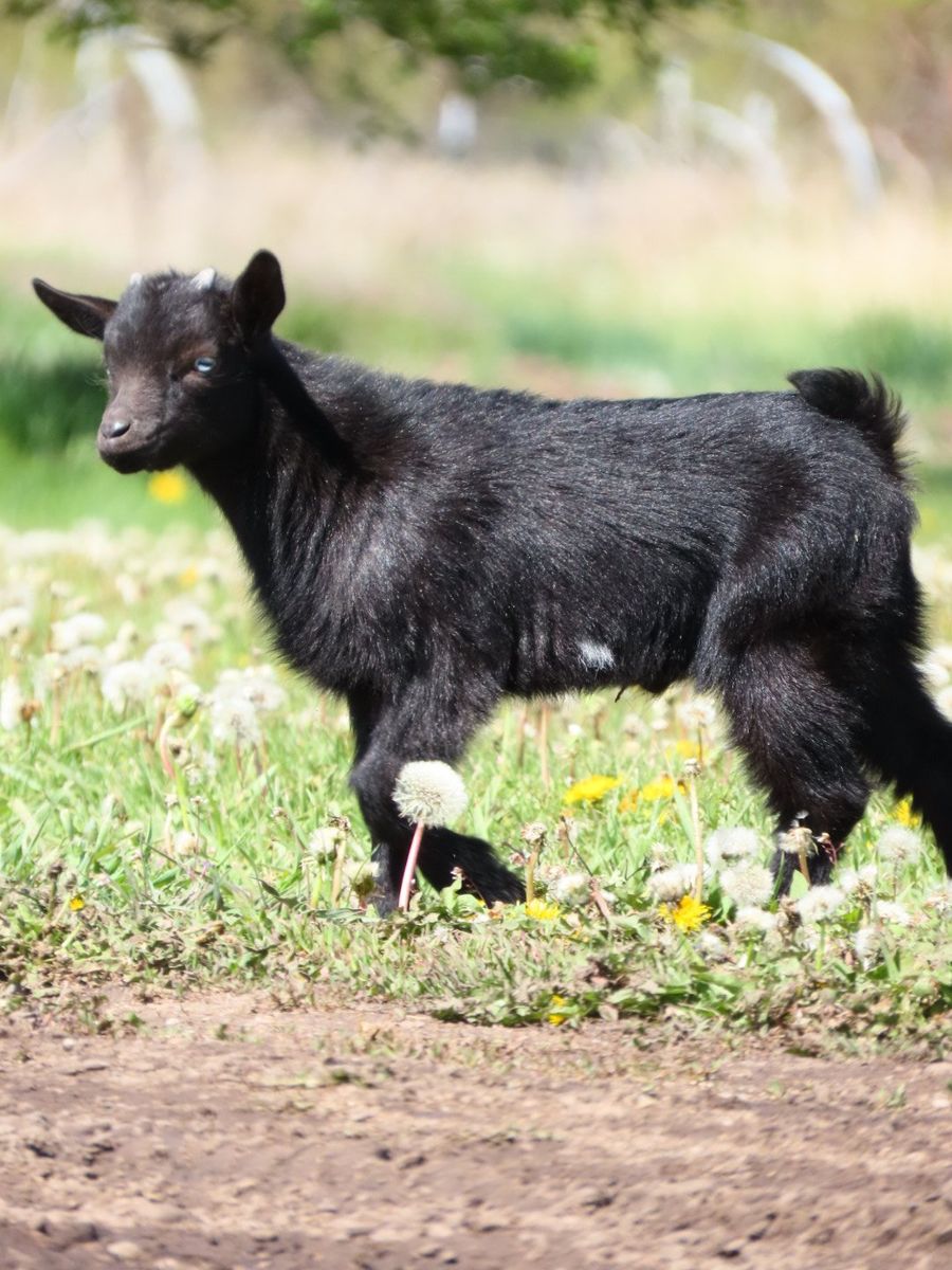 Purebred Nigerian Dwarf Buckling