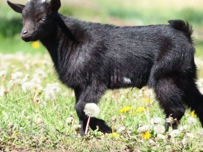 Purebred Nigerian Dwarf Buckling