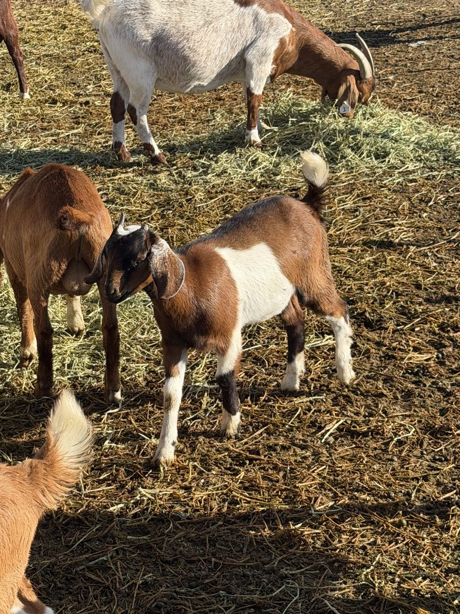 Goats