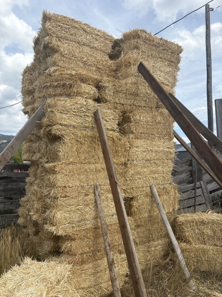 Wheat Straw