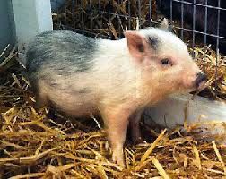 Iso: Vitmenese potbelly Piglet
