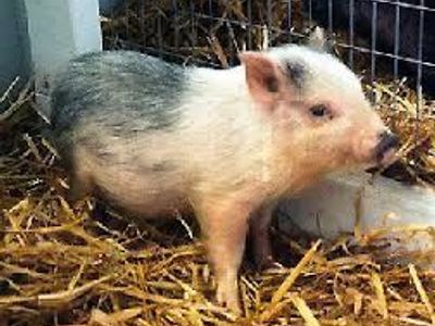 Iso: Vitmenese potbelly Piglet