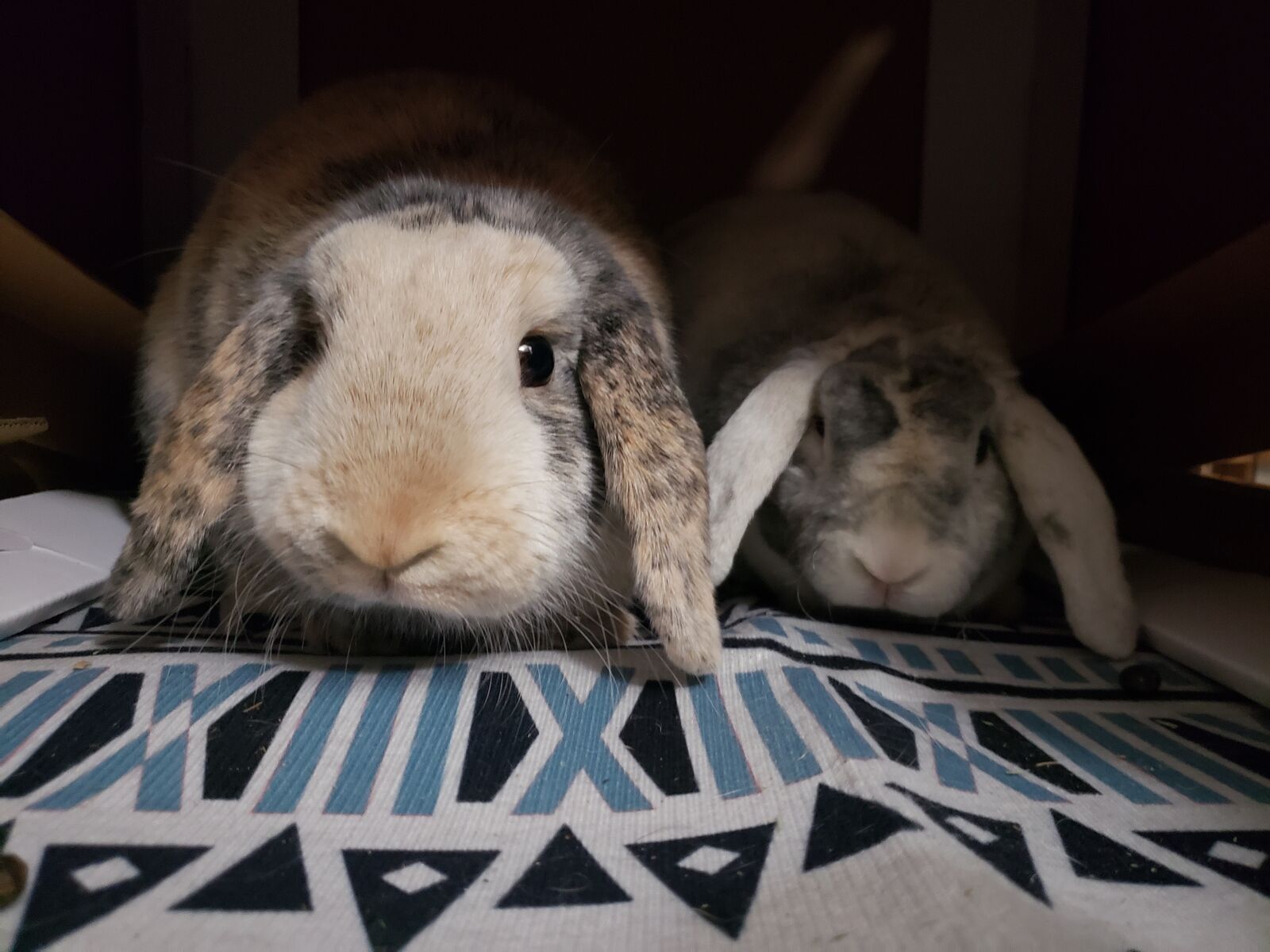 Mini lop duo - desexed - ready for foster to adopt