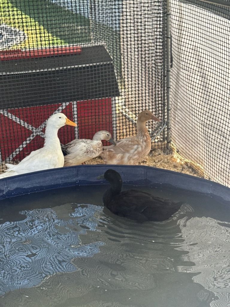 Female Flock of Ducks