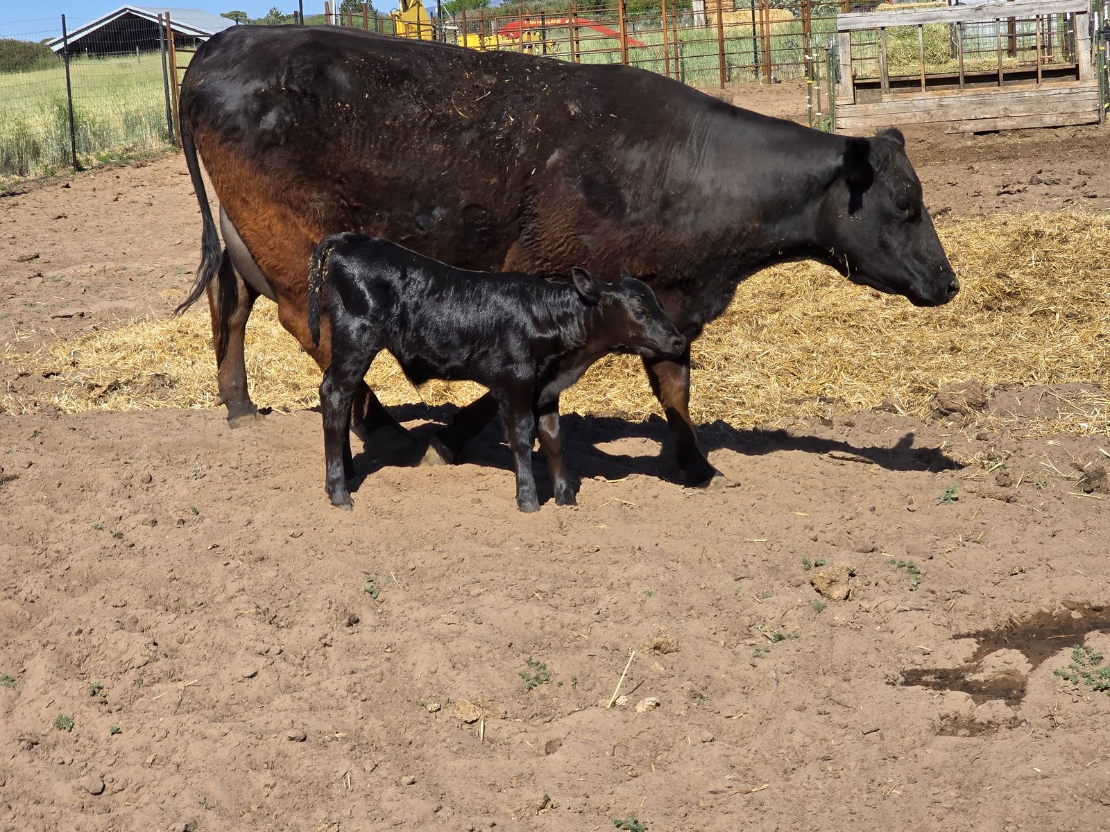 Three Year Old Cow /Calf Pair