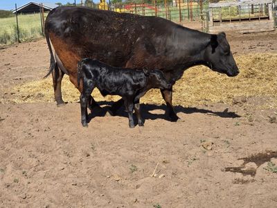 Three Year Old Cow /Calf Pair