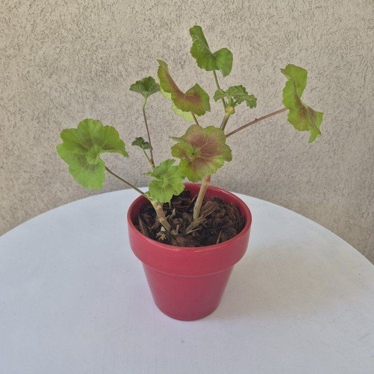 Geranium Plant in Red Pot