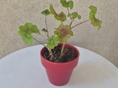 Geranium Plant in Red Pot