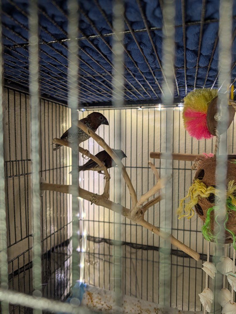 Pair of spice finches
