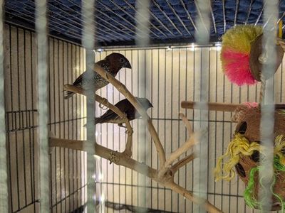 Pair of spice finches