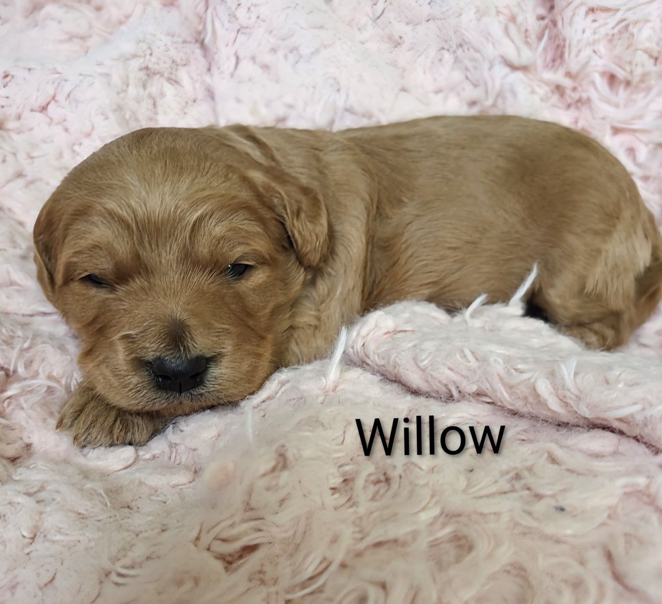 Mini / Medium Goldendoodle Puppies