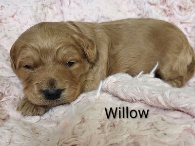 Mini / Medium Goldendoodle Puppies