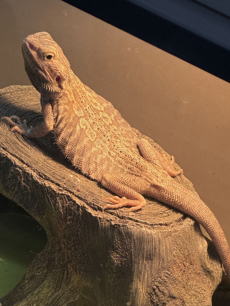 Male bearded dragon with enclosure and lights