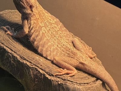Male bearded dragon with enclosure and lights