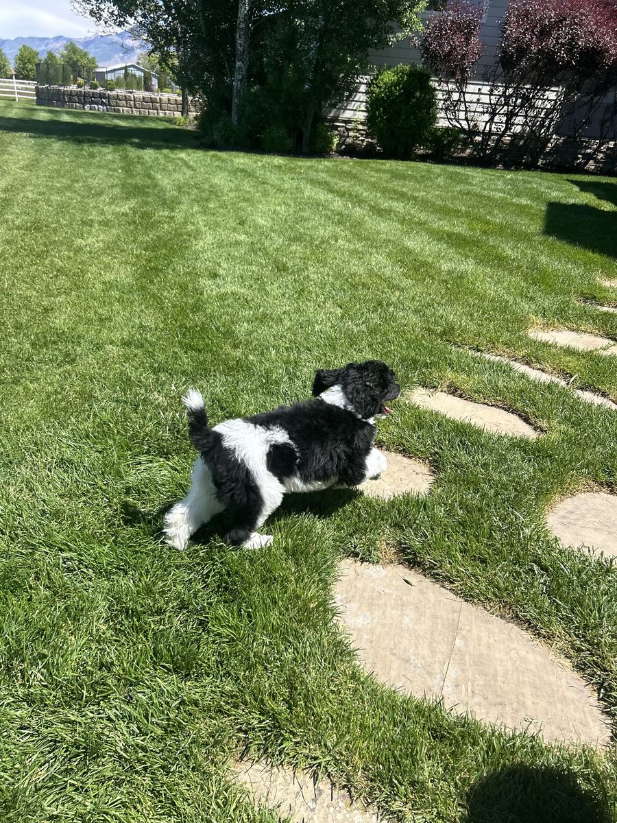 AKC Standard Parti Poodle Puppy