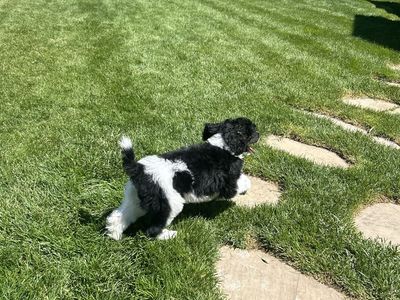 AKC Standard Parti Poodle Puppy