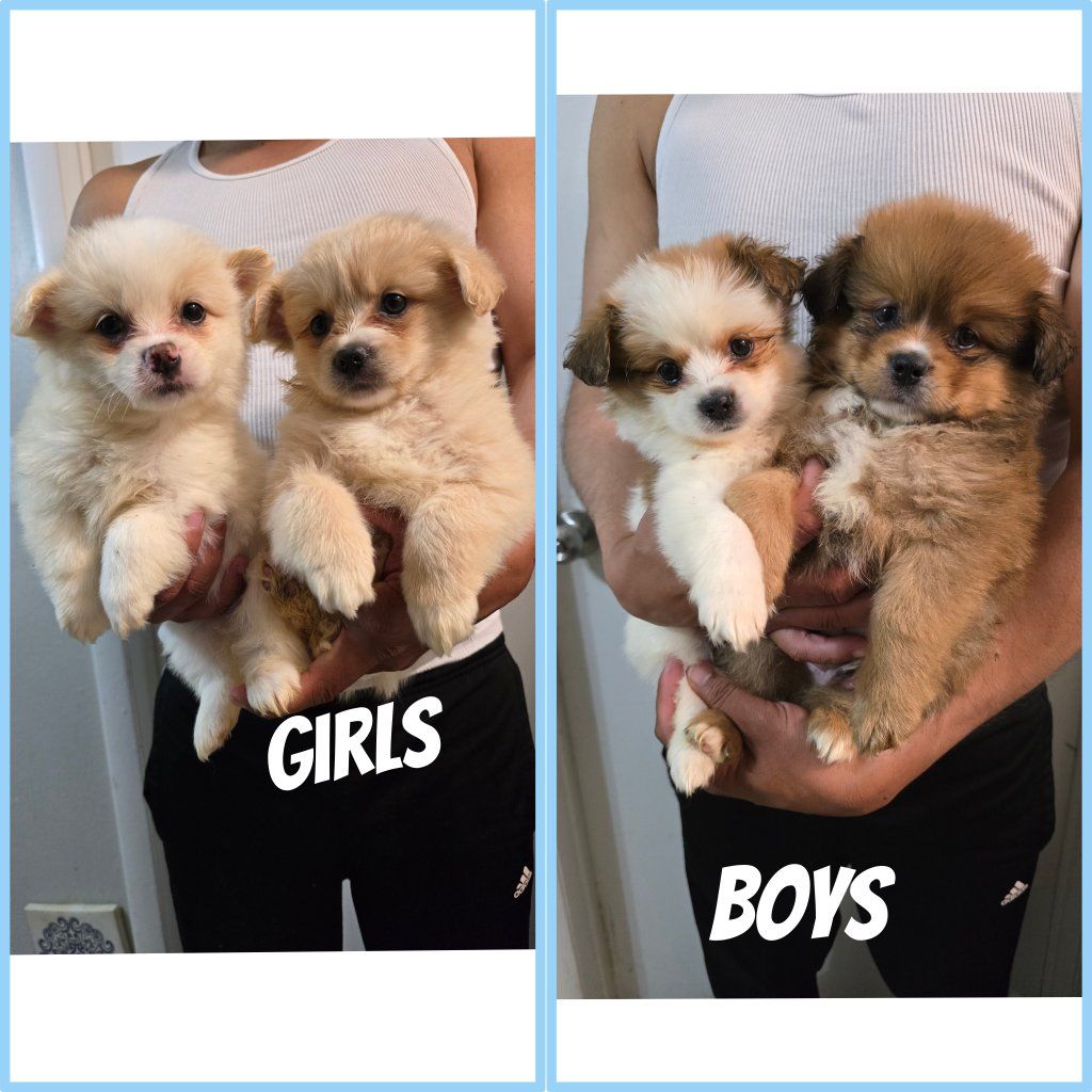 pomeranian  cocker spaniel cavalier puppies
