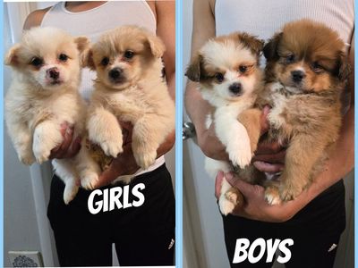 pomeranian cocker spaniel cavalier puppies
