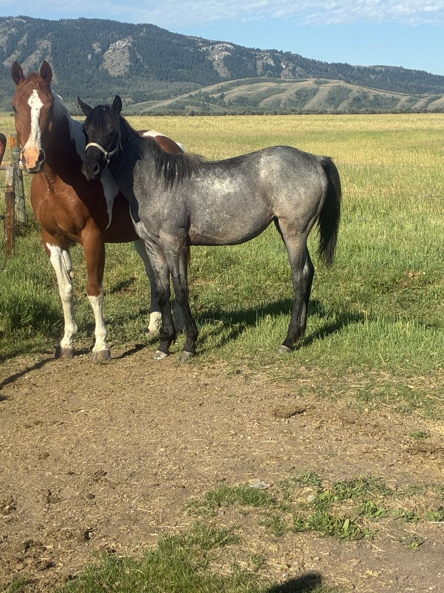 2025 blue roan filly