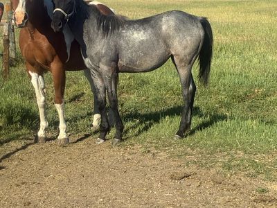 2025 blue roan filly
