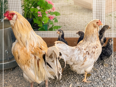 Family of Bantam Chickens