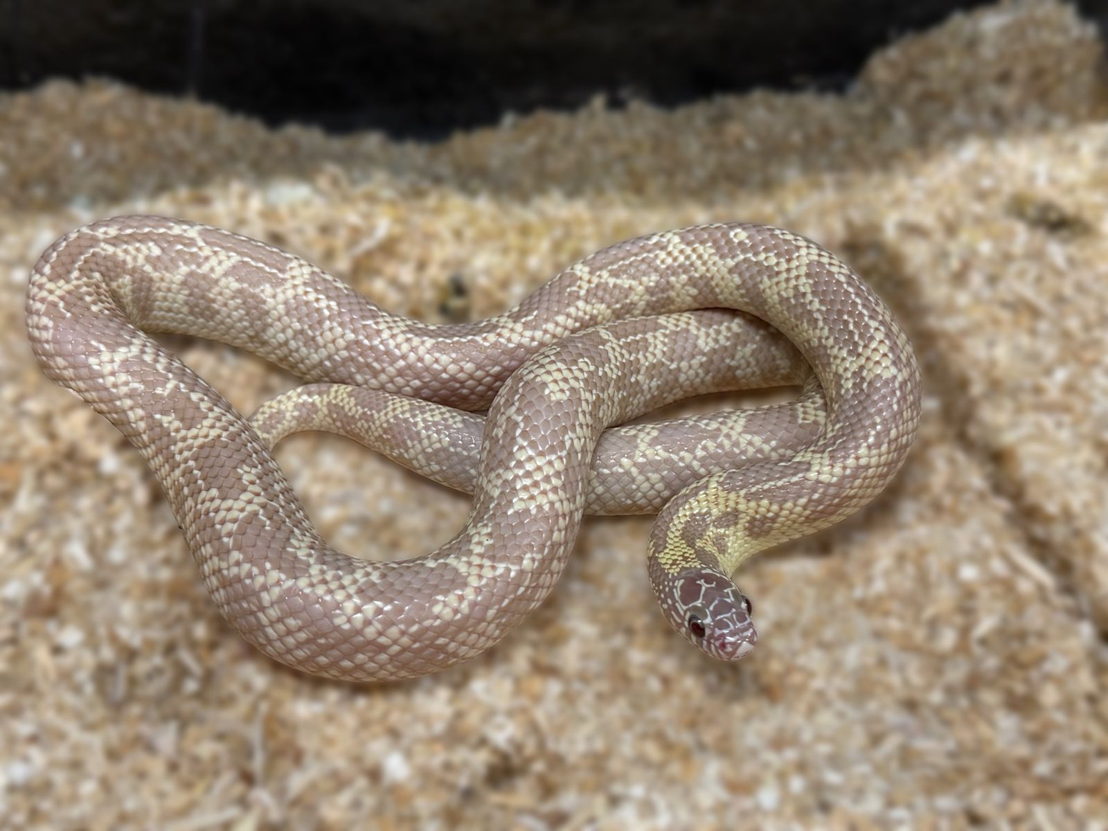 Albino Mosaic Kingsnake
