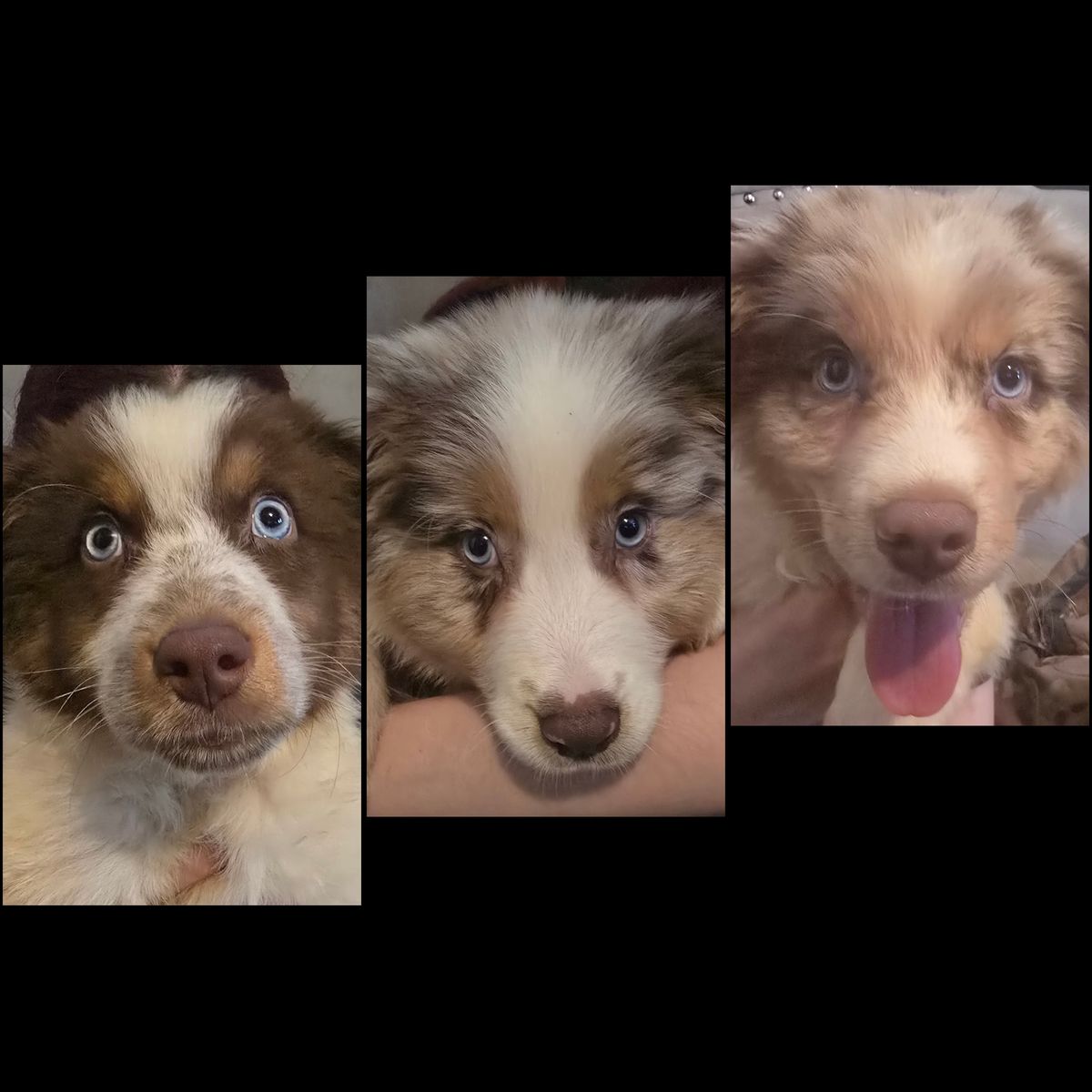 Pure Bred Standard Australian Shepherd Pups!