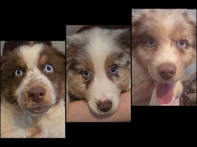 Pure Bred Standard Australian Shepherd Pups!