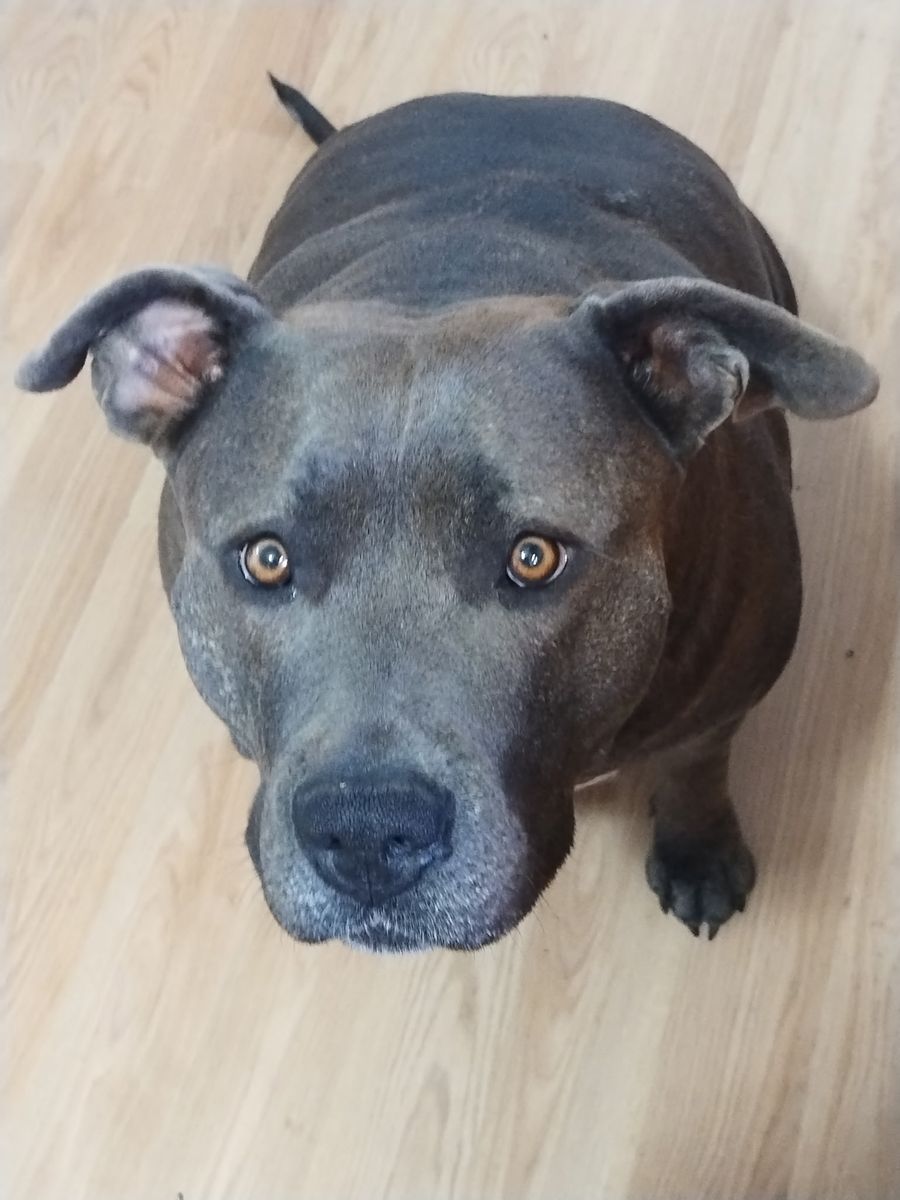 Incredible dog needs new home
