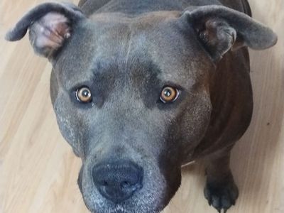 Incredible dog needs new home