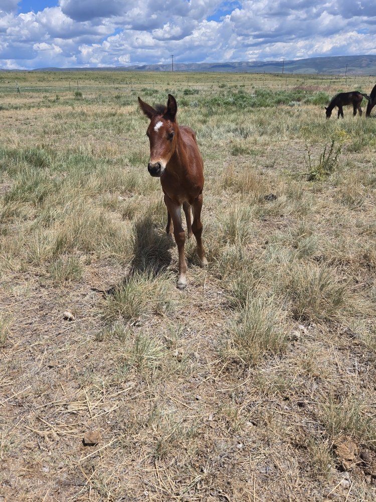 2026 bay AQHA colt