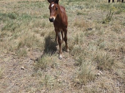 2026 bay AQHA colt