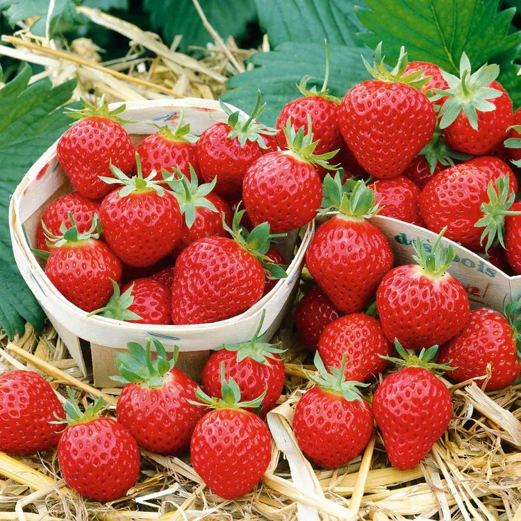 Strawberry Plants - Mara des Bois
