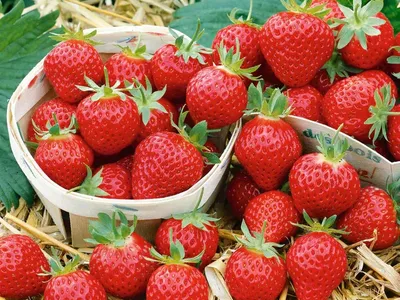 Strawberry Plants - Mara des Bois