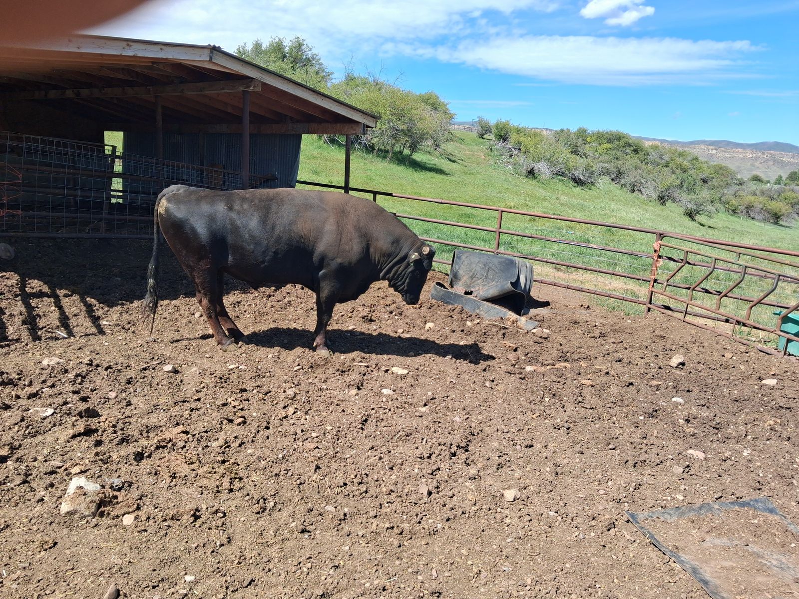 Pure bred Wagyu bull