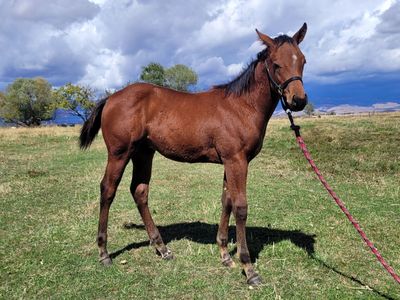 Yearling bay Stud colt