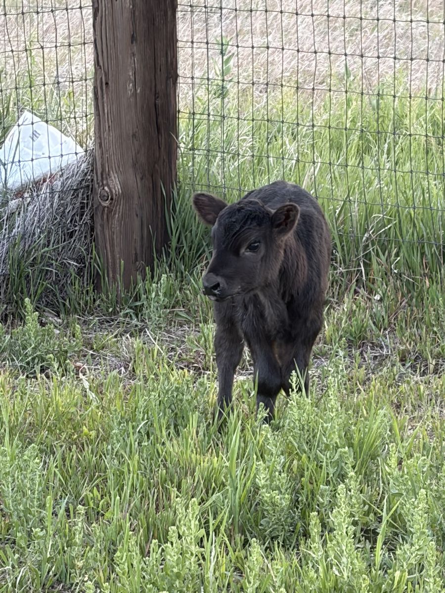 Angus heifer calf