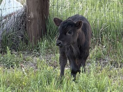 Angus heifer calf
