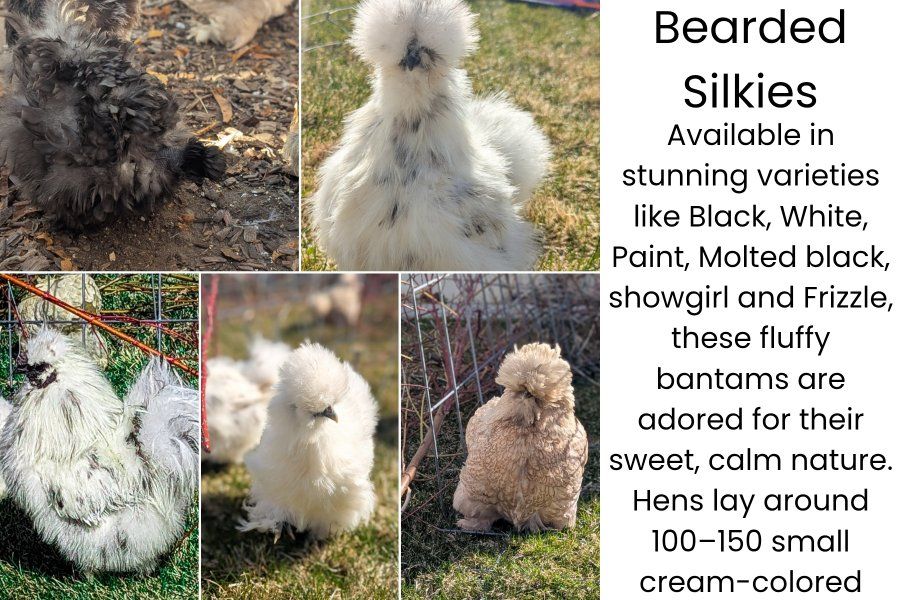 HATCHING now Silkie Bearded Chicks, Satin, Frizzle
