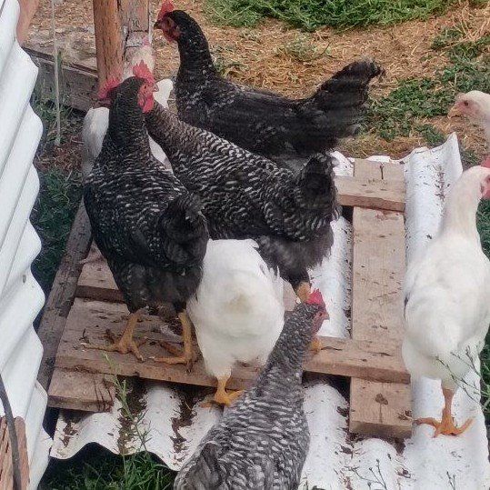 Live Chickens - Mixed Flock