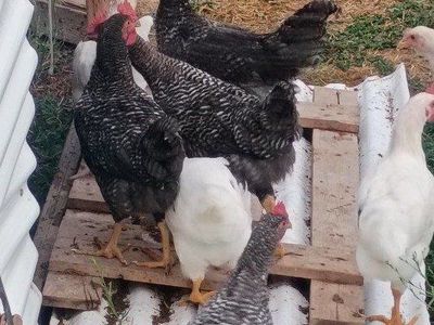 Live Chickens - Mixed Flock