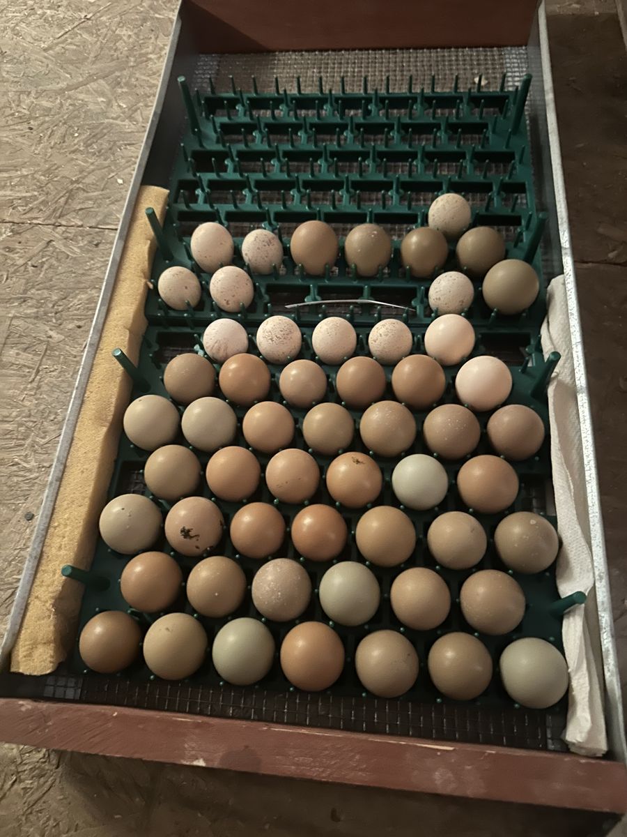 Pheasant/Chukar Eggs
