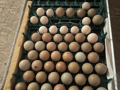 Pheasant/Chukar Eggs
