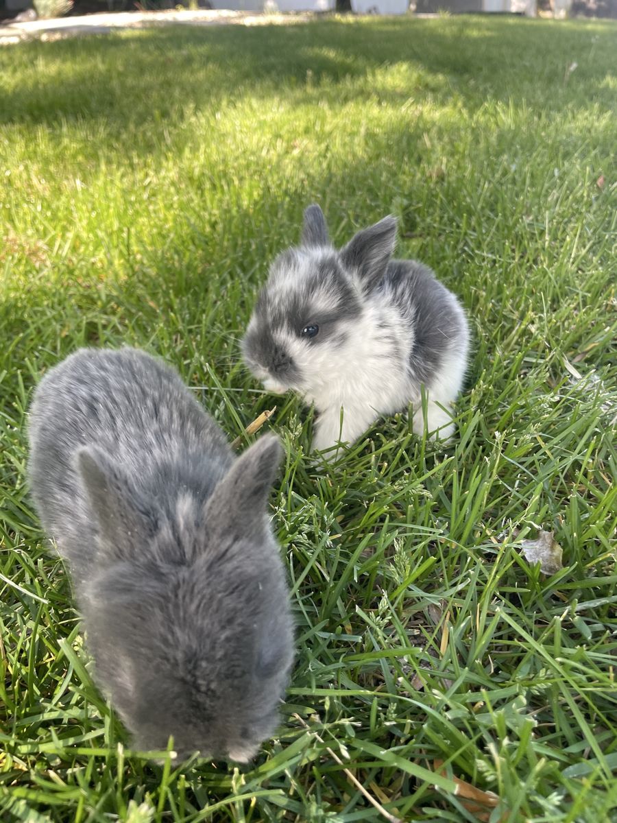 Purebred Holland Lop Baby Bunnies