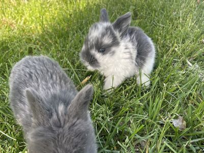 Purebred Holland Lop Baby Bunnies
