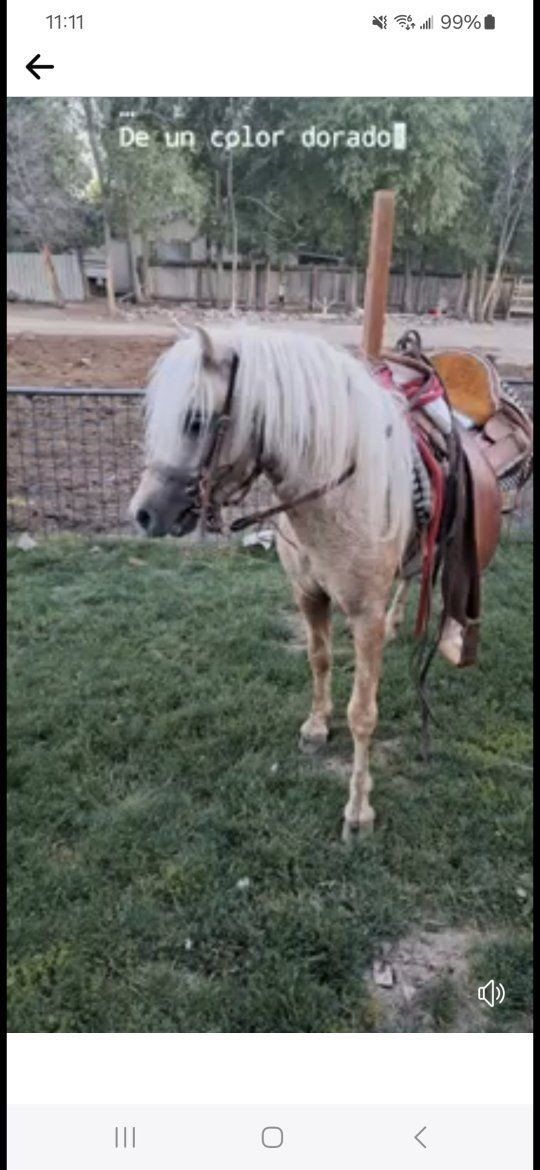 Stallion pony for sale