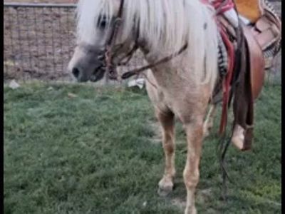 Stallion pony for sale