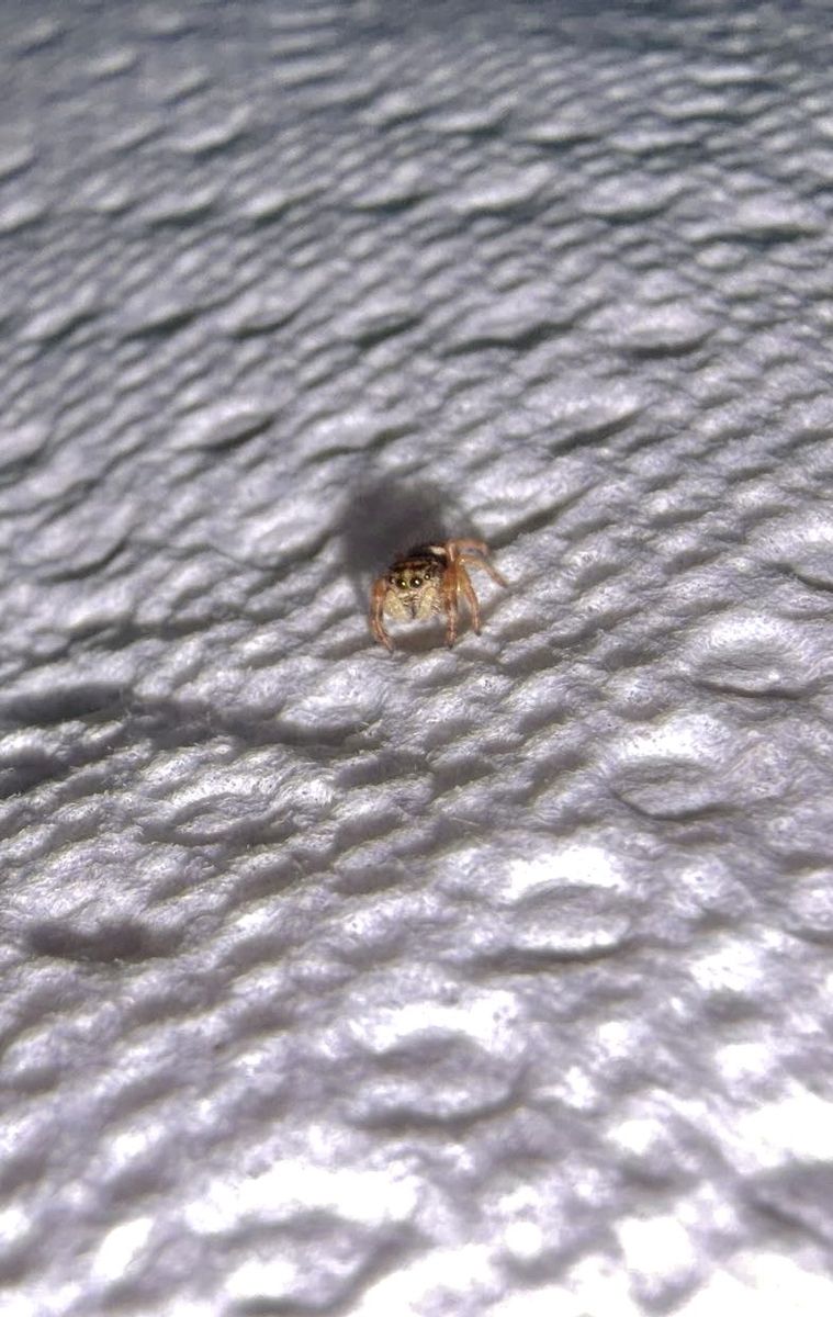 Regal and Apache jumping spider slings!
