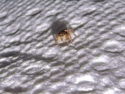 Regal and Apache jumping spider slings!