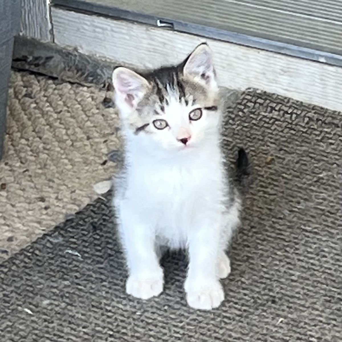 Farm Kittens